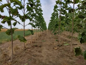 Puieti de paulownia - imagine 4