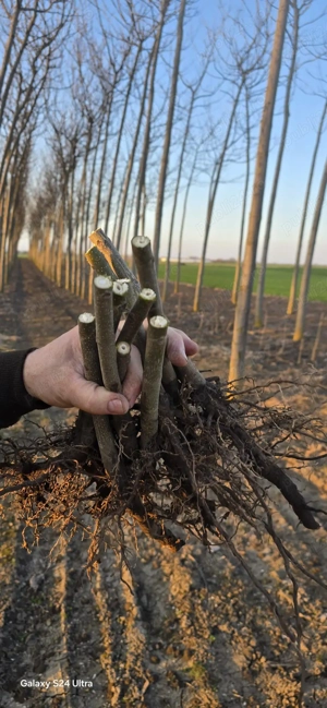 Puieti de paulownia - imagine 3