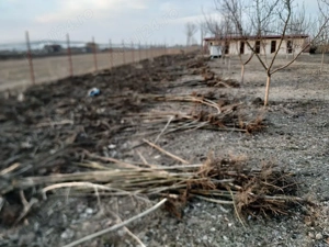 Puieti de paulownia - imagine 2