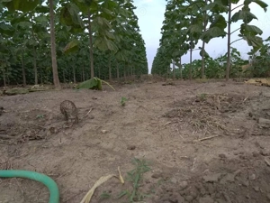 Puieti de paulownia - imagine 5