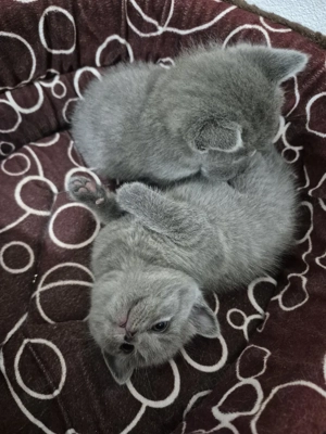 British Shorthair  - imagine 4