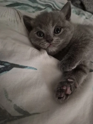 British Shorthair  - imagine 2