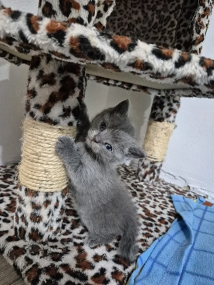 British Shorthair  - imagine 3