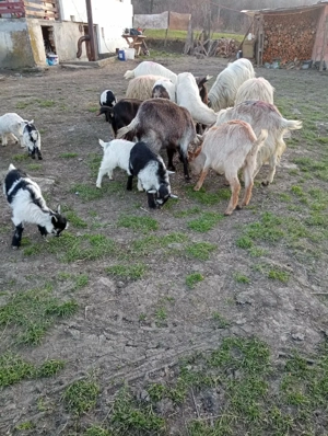 Vând capre cu iezi - imagine 2