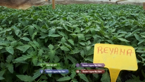 Rasad | Rasaduri Rosii Prekos Kalina Reyana Rila Bendida Kiveli - imagine 4