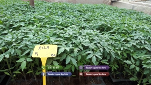 Rasad | Rasaduri Rosii Prekos Kalina Reyana Rila Bendida Kiveli - imagine 2