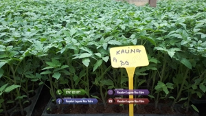 Rasad | Rasaduri Rosii Prekos Kalina Reyana Rila Bendida Kiveli - imagine 3