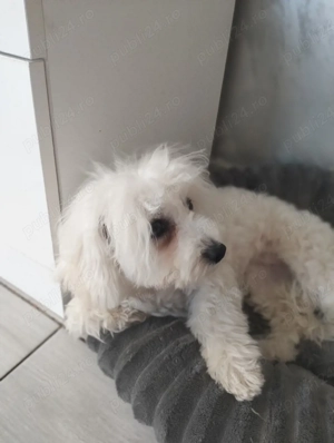 vand bichon original cu carnet de vaccinare  - imagine 6