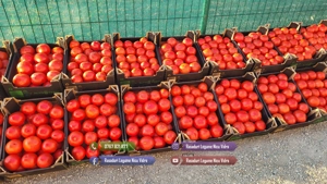 Rasad | Rasaduri Rosii Prekos Kalina Reyana Rila Bendida Kiveli - imagine 8