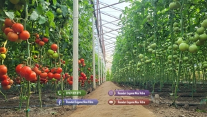 Rasad | Rasaduri Rosii Prekos Kalina Reyana Rila Bendida Kiveli - imagine 7