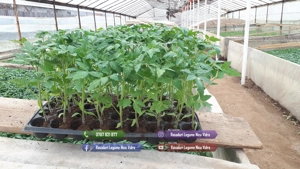 Rasad | Rasaduri Rosii Prekos Kalina Reyana Rila Bendida Kiveli - imagine 6