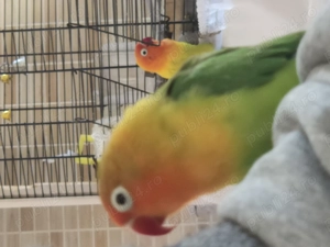 Vestitorii primaverii papagalii Papagalii Agapornis  - imagine 4