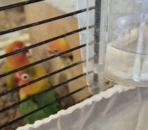 Vestitorii primaverii papagalii Papagalii Agapornis  - imagine 3