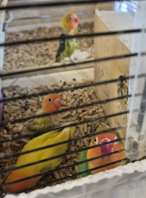 Vestitorii primaverii papagalii Papagalii Agapornis  - imagine 2