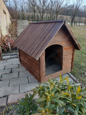 Vand cusca caine talie medie sau mare