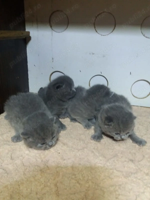 pui de pisica British Bluie Sorthair - imagine 3