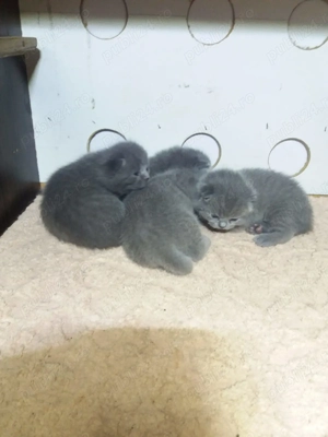 pui de pisica British Bluie Sorthair - imagine 4