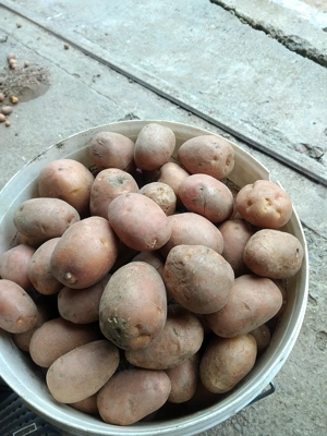 Vand cartofi de samanta