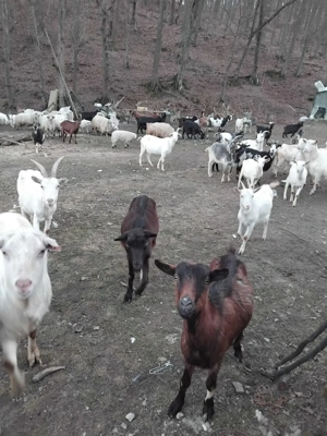 Oi si capre de vanzare 