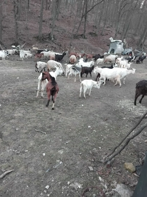 Oi si capre de vanzare  - imagine 3