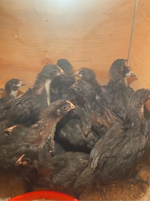 Puisori Australorpi si mixt - imagine 3