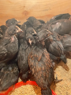 Puisori Australorpi si mixt - imagine 4