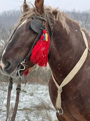 armăsar de vânzare  - imagine 5