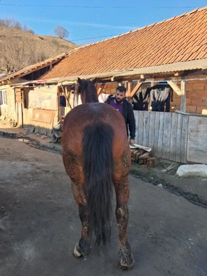 iapa de vanzare  de sase ani cu caruta  - imagine 2