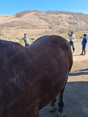 iapa de vanzare  de sase ani cu caruta  - imagine 3