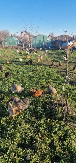 Ouă pentru incubat - imagine 4