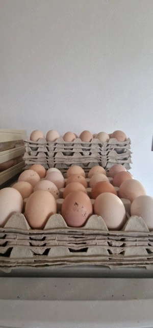 Ouă pentru incubat - imagine 2