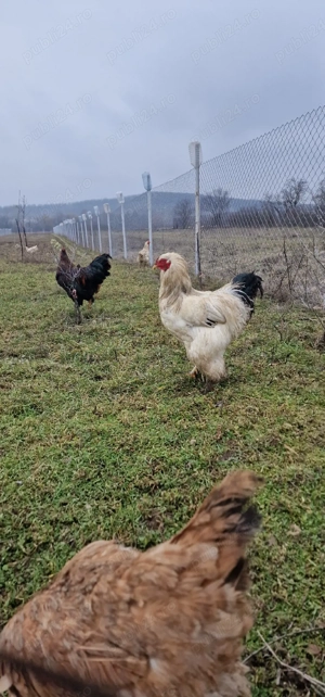 Ouă pentru incubat - imagine 3