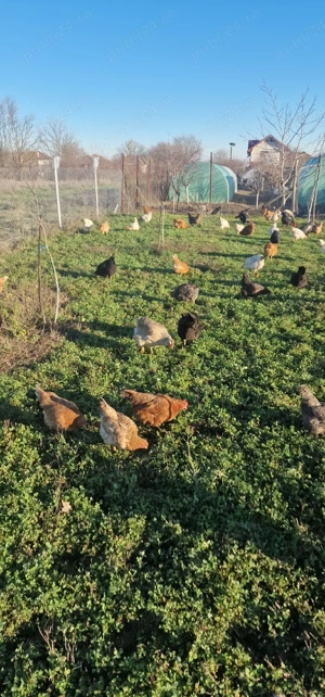 Ouă pentru incubat - imagine 5