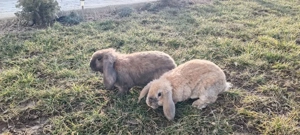 Iepuri de rasă - imagine 2