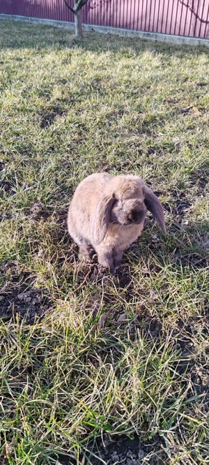 Iepuri de rasă - imagine 5