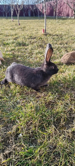 Iepuri de rasă - imagine 4