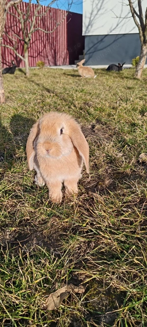 Iepuri de rasă - imagine 3