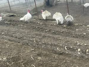 Curcani si curci de vânzare 