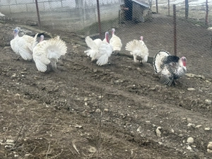 Curcani si curci de vânzare  - imagine 2