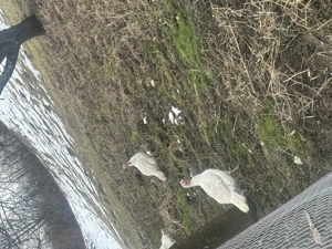 Curcani si curci de vânzare  - imagine 4