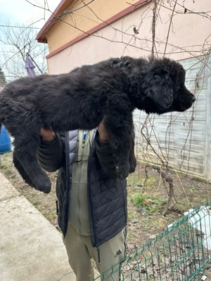 Căței ciobănesc corb originali  - imagine 9