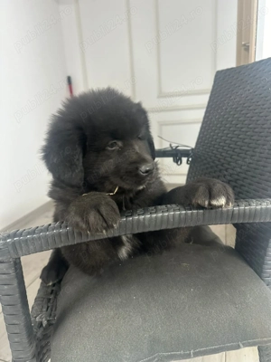 Căței ciobănesc corb originali  - imagine 5