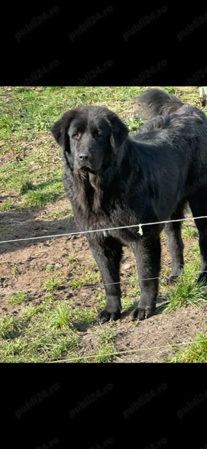 Căței ciobănesc corb originali  - imagine 10