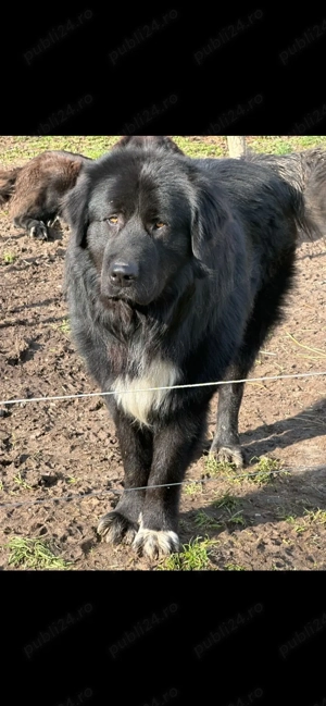 Căței ciobănesc corb originali  - imagine 11