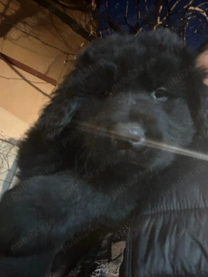 Căței ciobănesc corb originali  - imagine 7