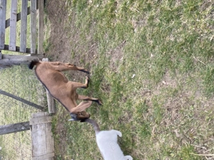 Iezi anglo nubian metis cu alpin francez - imagine 2