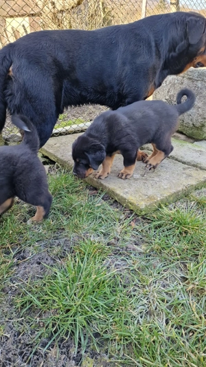 Masculi Rotweiller 8 săptămâni  - imagine 3