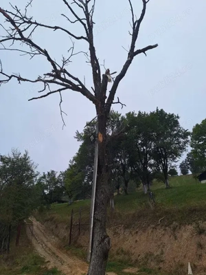 De vanzare bustean de nuc