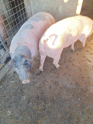 porci crescuți  natural.  - imagine 3