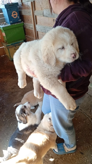 Ciobănesc asia centrală  - imagine 3